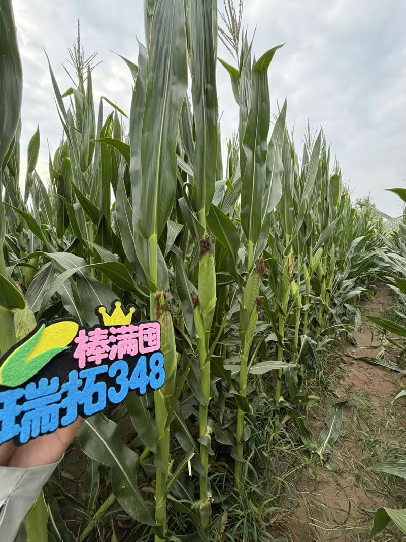 瑞拓348